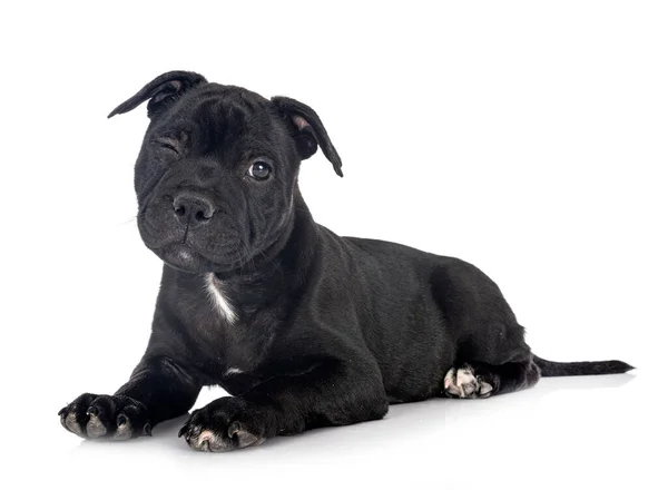 Welpe Staffordshire Bullterrier Vor Weißem Hintergrund — Stockfoto