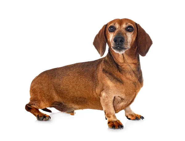 Brown Dachshund Front White Background — Stock Photo, Image