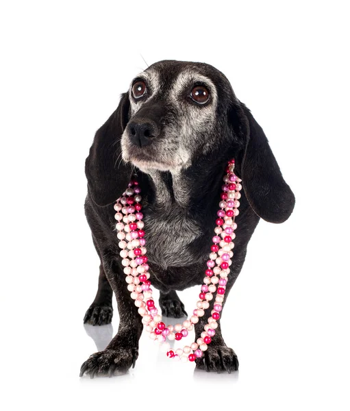 Brown Dachshund Front White Background — Stock Photo, Image