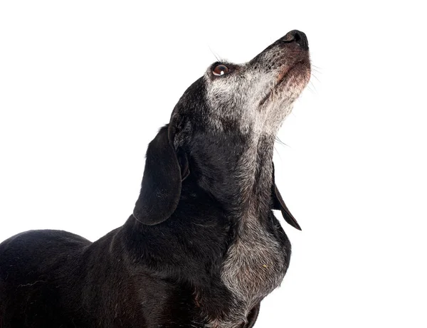 Dachshund Marrom Frente Fundo Branco — Fotografia de Stock