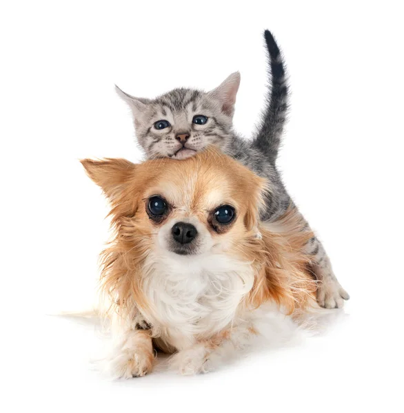 Bengalkätzchen Und Chihuahua Vor Weißem Hintergrund — Stockfoto