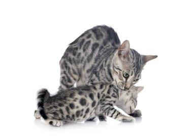 Bengal kedisi beyaz arkaplan önünde