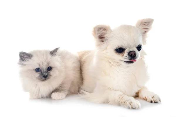 Birman Gatito Chihuahua Frente Fondo Blanco —  Fotos de Stock