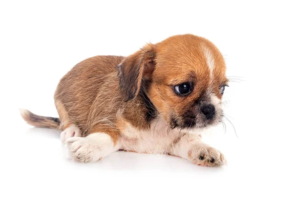 Kleine Chihuahua Voor Witte Achtergrond — Stockfoto