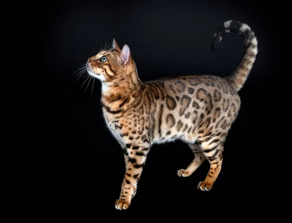 Bengal Kat Voorkant Van Zwarte Achtergrond — Stockfoto