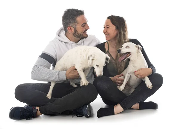 Jack Russel Terriers Paar Voorkant Van Witte Achtergrond — Stockfoto