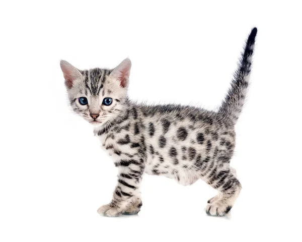 Bengal Kitten Front White Background — Stock Photo, Image