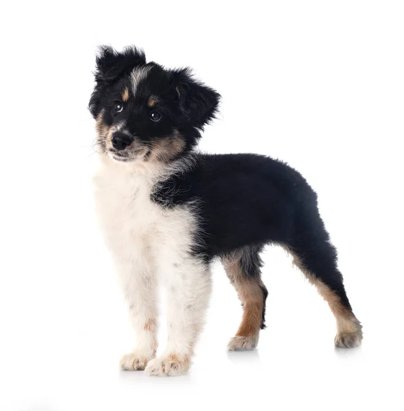 Miniature American Shepherd Front White Background — Stock Photo, Image