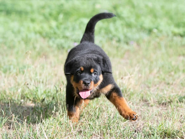 Cachorro Rottweiler Correndo Natureza Verão — Fotografia de Stock