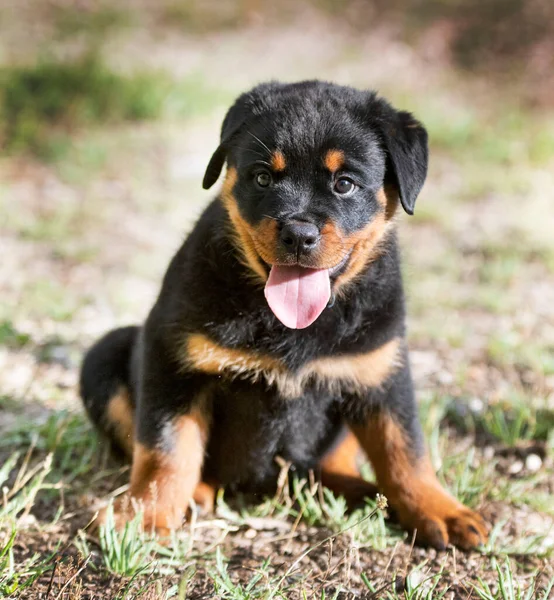 Cachorro Rottweiler Ficar Jardim Verão — Fotografia de Stock