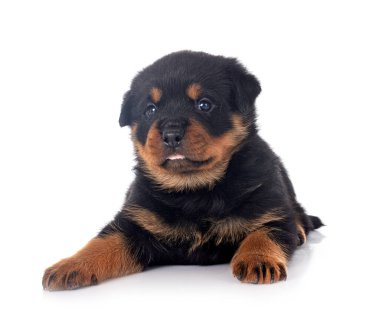 Beyaz arkaplan önünde köpek yavrusu rottweiler
