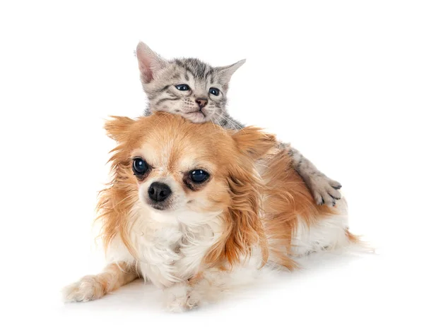 Bengal Γατάκι Και Chihuahua Μπροστά Από Λευκό Φόντο — Φωτογραφία Αρχείου