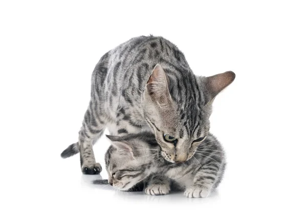 Bengal Kitten Voorkant Van Witte Achtergrond — Stockfoto