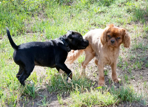 Cachorro Staffordshire Bull Terrier Cavalier Rey Charles Gratis Jardín —  Fotos de Stock