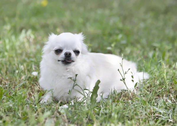 Liten Chihuahua Vit Leka Naturen — Stockfoto