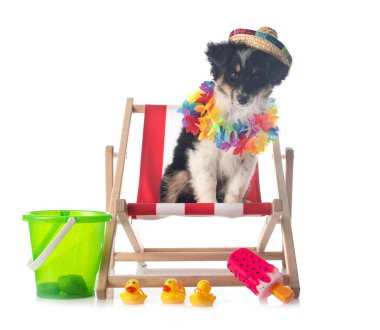 Beyaz arkaplan önünde minyatür Amerikan çoban köpeği