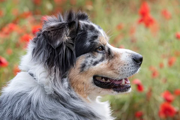 Australischer Schäferhund Ruht Einem Mohnfeld — Stockfoto