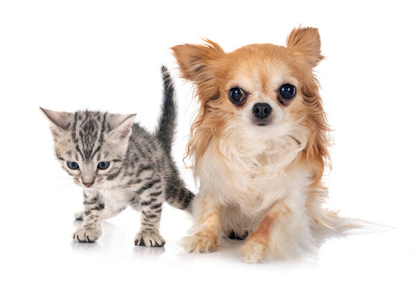 bengal kitten and chihuahua in front of white background