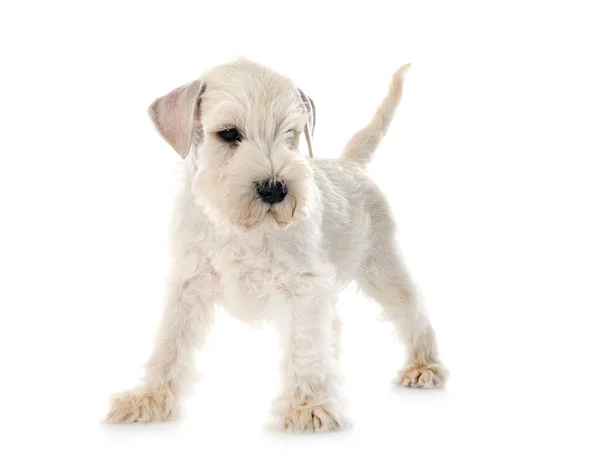 Puppy Miniatuur Schnauzer Voorkant Van Witte Achtergrond — Stockfoto