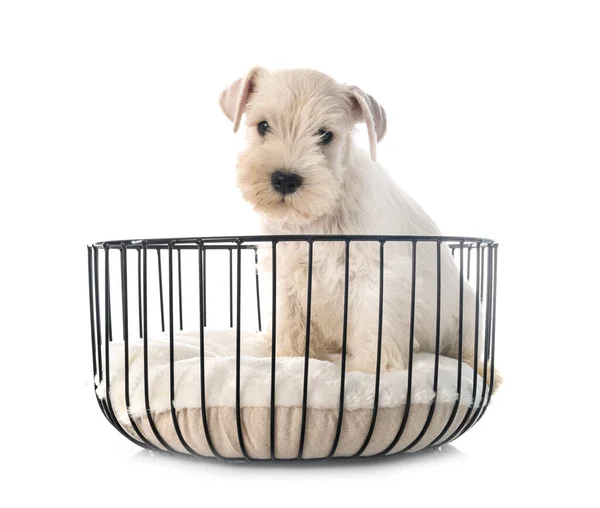 Puppy Miniature Schnauzer Front White Background — Stock Photo, Image