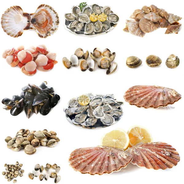 Many Shellfish Front White Background — Stock Photo, Image