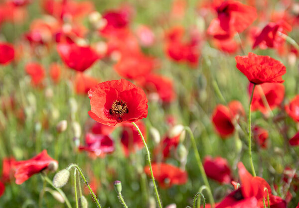 field of poppies in spring in France