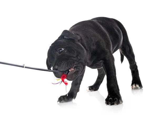 Cachorro Staffordshire Bull Terrier Frente Fondo Blanco — Foto de Stock