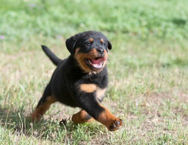 Yavru Rottweiler yazın doğada koşuyor.