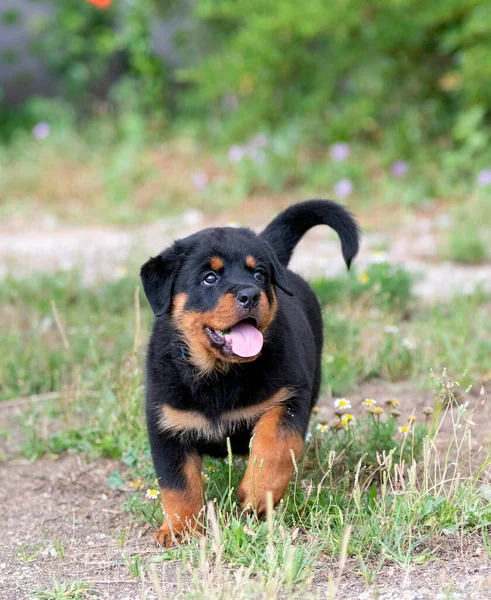 Szczeniak Rottweiler Działa Przyrodzie Lecie — Zdjęcie stockowe