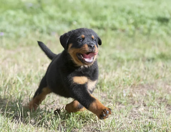 Puppy Rottweiler Running Nature Summer — Stock Photo, Image