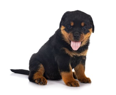 Beyaz arkaplan önünde köpek yavrusu rottweiler