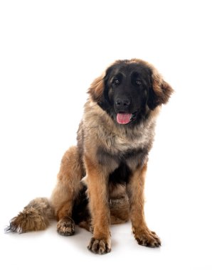 Genç Leonberger beyaz arkaplanın önünde