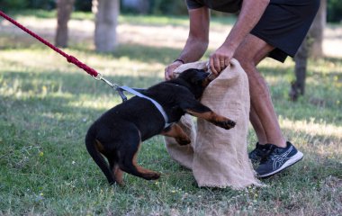 Yavru Rottweiler yazın doğada eğitim görüyor.