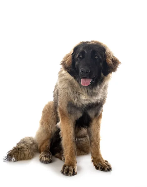 Joven Leonberger Delante Fondo Blanco —  Fotos de Stock