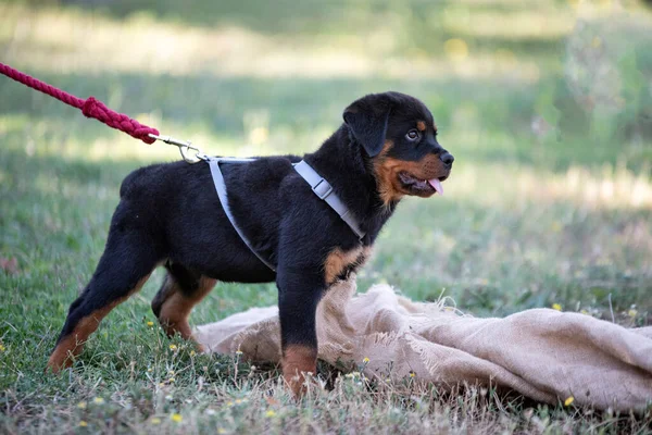 Cucciolo Rottweiler Formazione Nella Natura Estate — Foto Stock