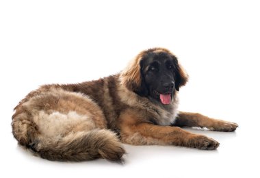 Genç Leonberger beyaz arkaplanın önünde