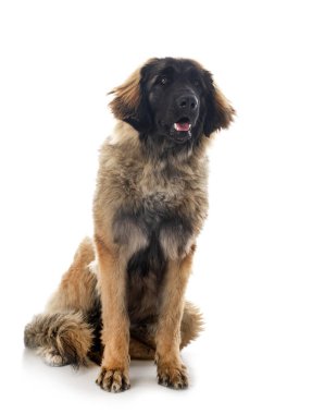 Genç Leonberger beyaz arkaplanın önünde