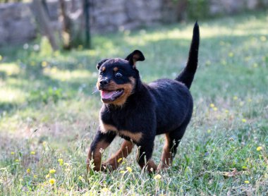 Yavru Rottweiler yazın doğada koşuyor.