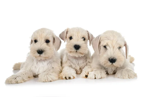 Cachorros Miniatura Schnauzer Frente Fondo Blanco — Foto de Stock