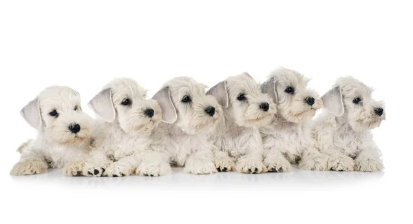 Pups Miniatuur Schnauzer Voorkant Van Witte Achtergrond — Stockfoto