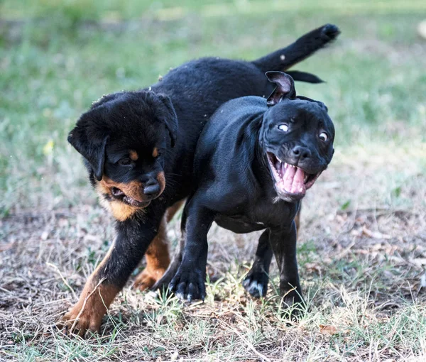 Valpar Staffordshire Tjur Terrier Och Rottweiler Spelar Trädgård — Stockfoto