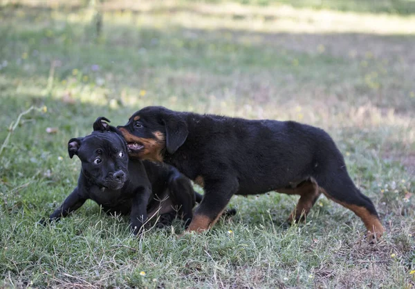 Yavru Köpekler Stamfordshire Boğa Teriyeri Rottweiler Bahçede Oynuyorlar — Stok fotoğraf