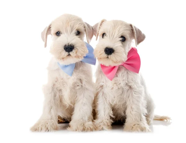 Puppies Miniature Schnauzer Front White Background Stock Image