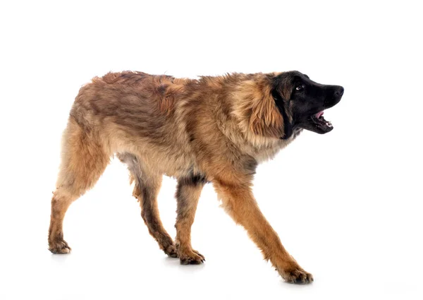 Young Leonberger Front White Background — Stock Photo, Image