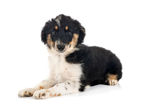 Miniature American Shepherd Μπροστά Από Λευκό Φόντο — Φωτογραφία Αρχείου