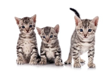 Bengal kedisi beyaz arkaplan önünde