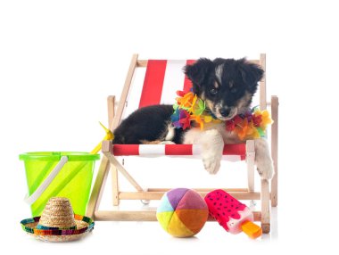 Beyaz arkaplan önünde minyatür Amerikan çoban köpeği