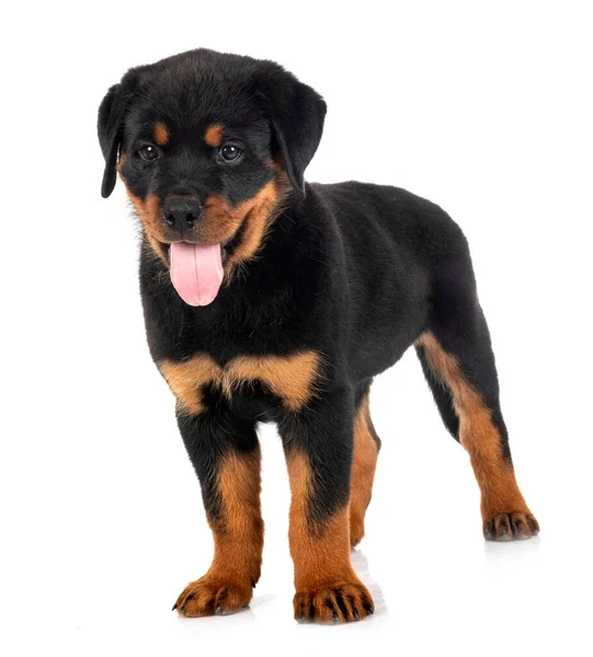 Kiskutya Rottweiler Előtt Fehér Háttér — Stock Fotó