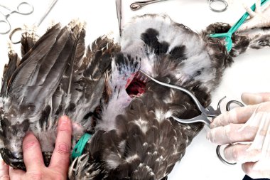 Beyaz arkaplanda bir horozu caponize etme resmi