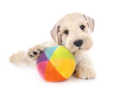 Beyaz arkaplan önünde köpek yavrusu minyatür schnauzer